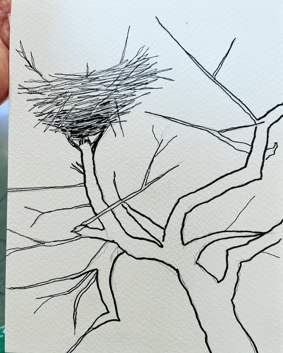 Meg_G_author's tweet image. And caught up! Today’s #inktober is #nest. In a couple of days someone might visit this nest; stay tuned! #inktober2022 #inktober2022nest #inktober2022day9 #backontrack