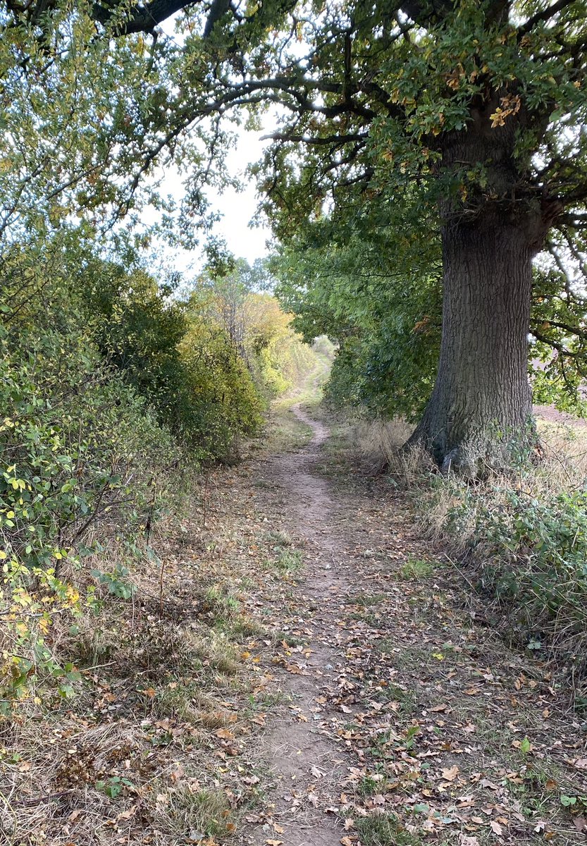 Haikuforaday1's tweet photo. Centuries old paths 
Trodden by changing fashions
Old Oak our witness #haiku #senryu #3lines https://t.co/sNMirsWmGW