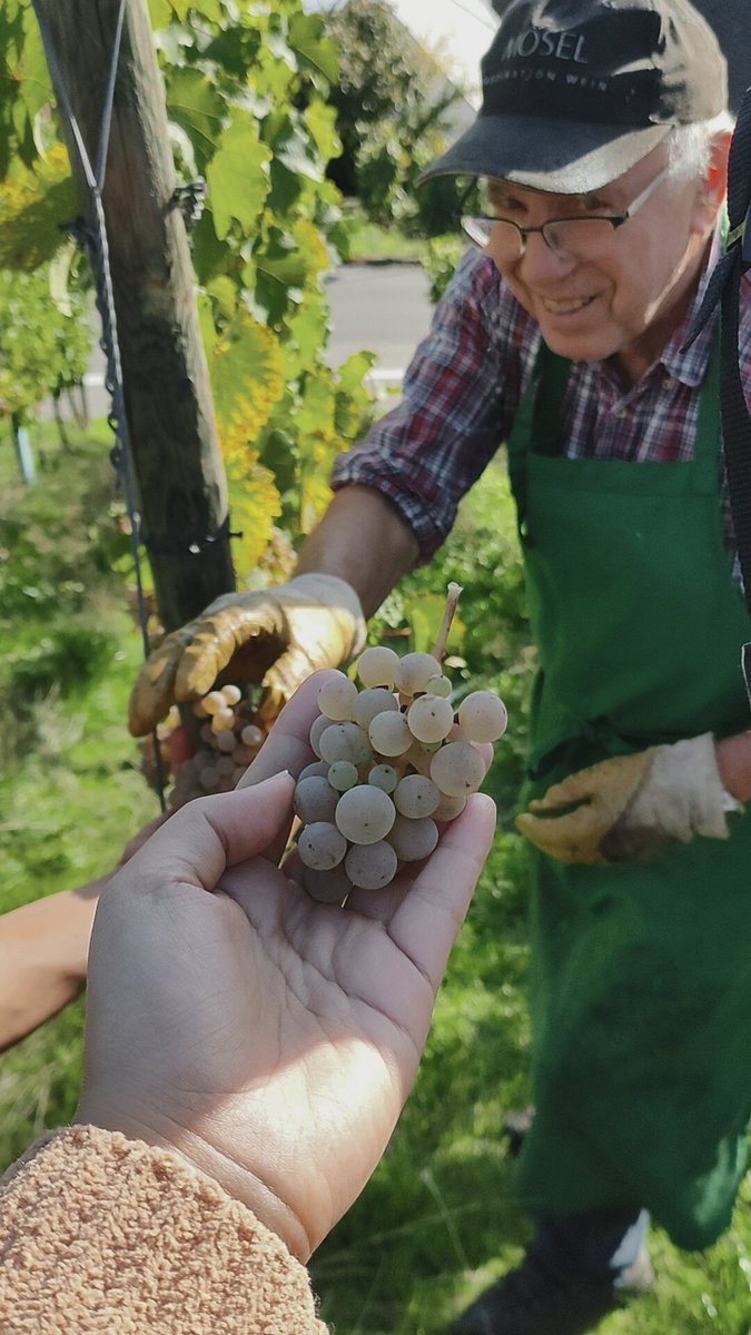 chokathy77's tweet photo. Mosel Wine Region 🍇 https://t.co/qg6iOo755x