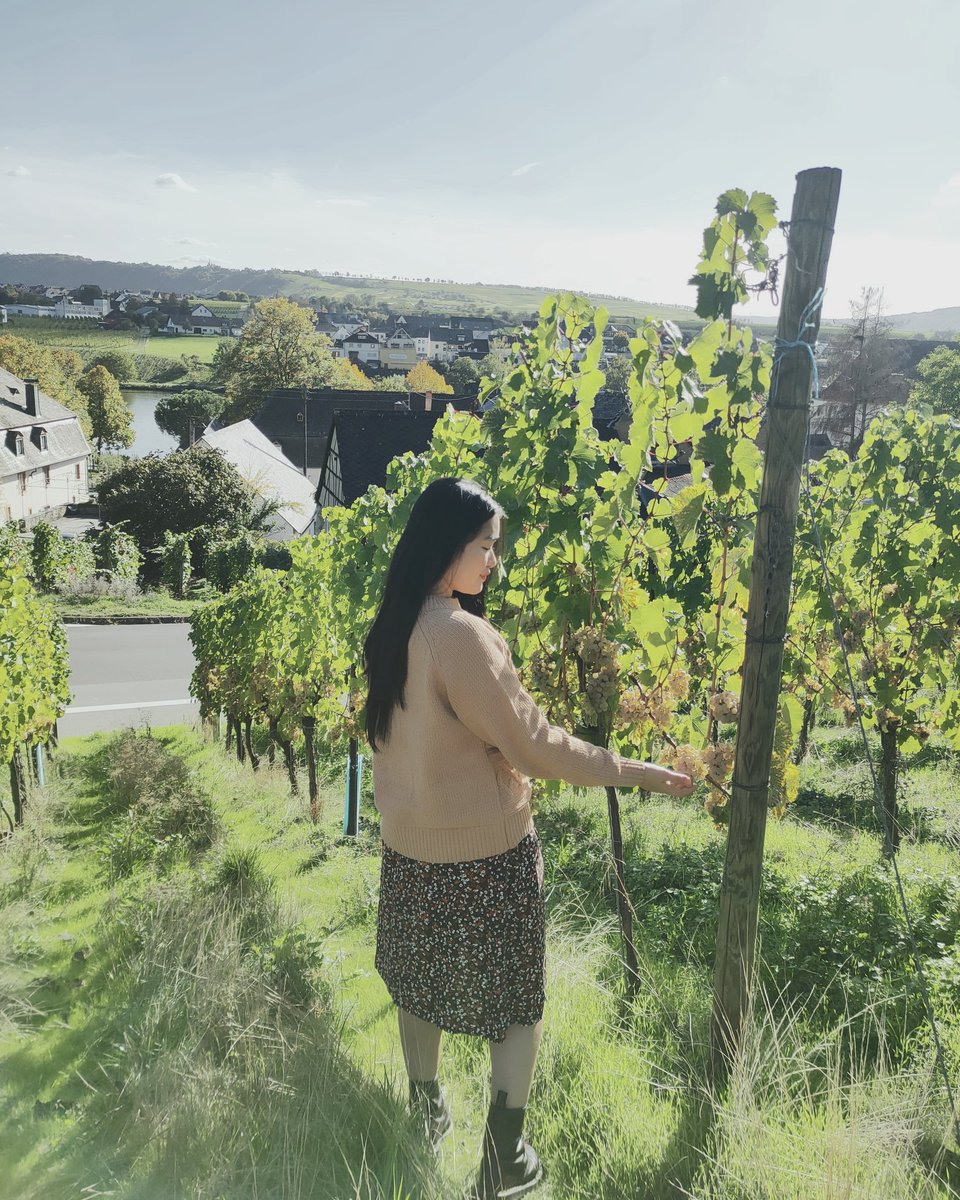 chokathy77's tweet photo. Mosel Wine Region 🍇 https://t.co/qg6iOo755x