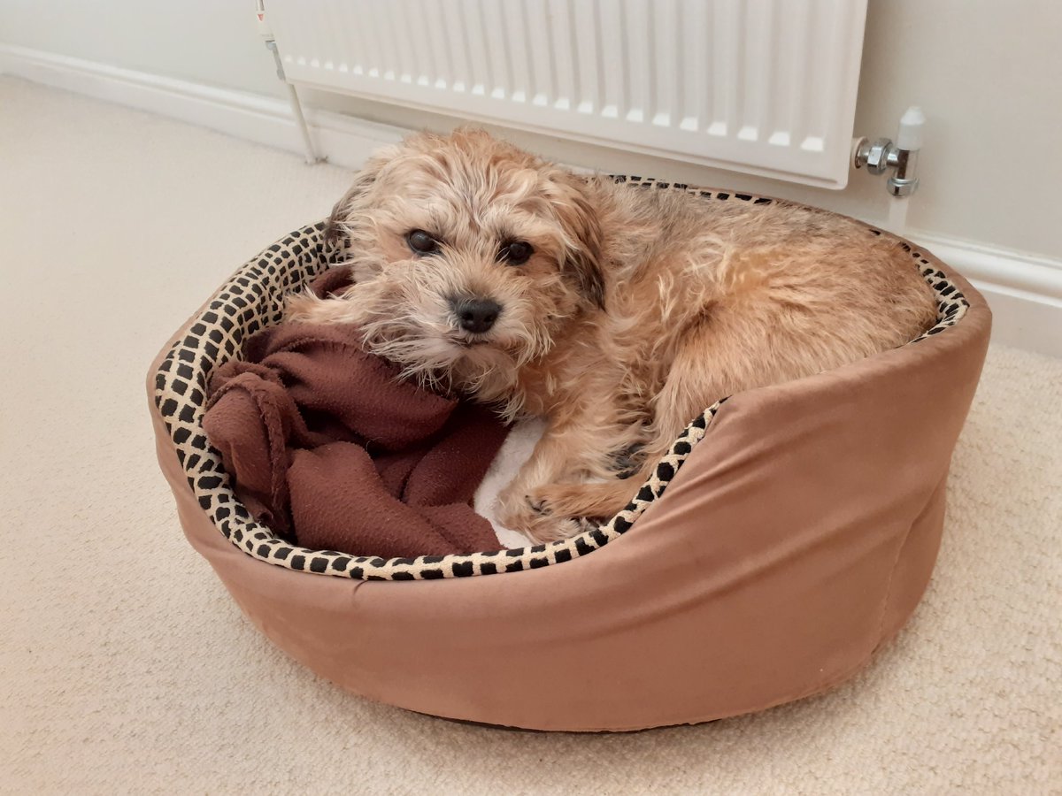 HarrybtGreaves's tweet photo. #borderterrier https://t.co/qLBb3SwcVE