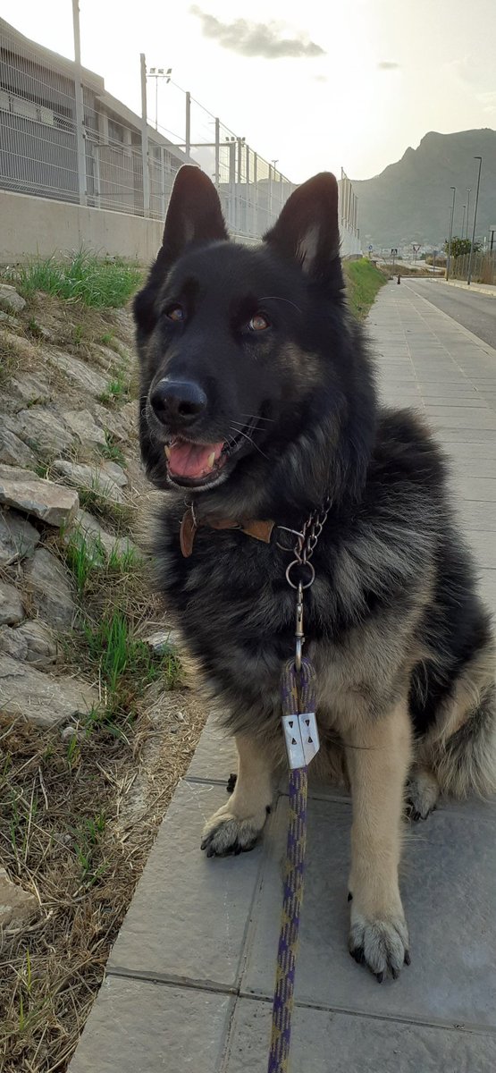 PhyroFire's tweet photo. Felpudo con patas ❤ https://t.co/9vsq8WYBM4