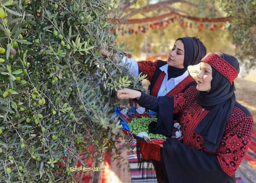 AyaIsleemEn's tweet photo. In Pictures | Palestinian volunteers take part in the olive harvest season in Gaza https://t.co/9LFzGVtbr3