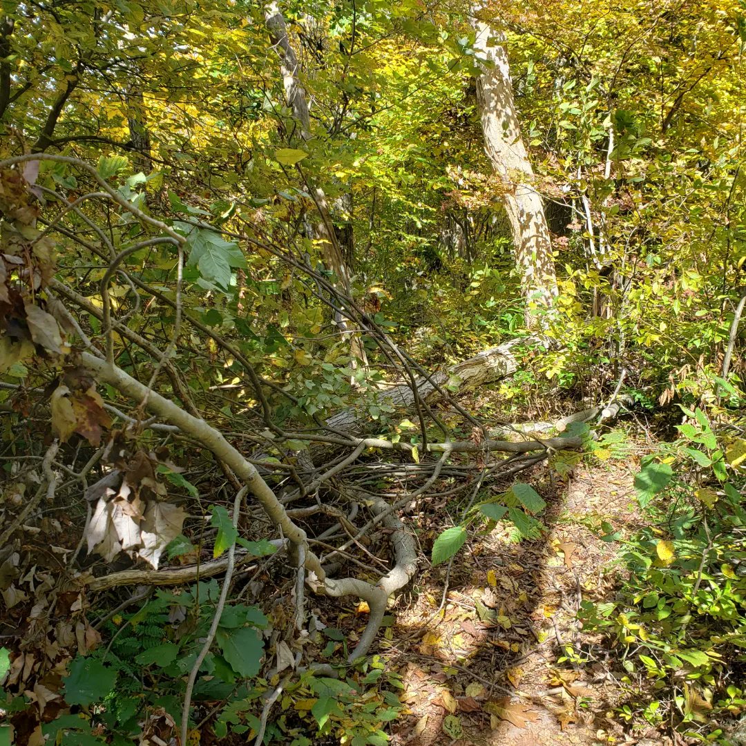 Tony_Pedley's tweet photo. The Standing Stone Trail from Allensville Road to Little Vista took a beating this year. Cleaning up the trail to make the Vista enjoyable for all. https://t.co/PLxNIkRhgE