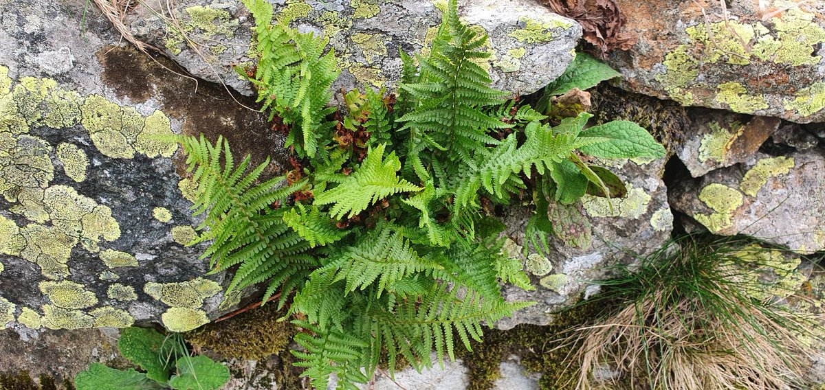 WildLakeland's tweet photo. A few from a potter around Swindale. Fly Agaric mushroom and Mountain Male Fern growing in a wall. Autumn colours developing nicely. #LakeDistrict #Swindale https://t.co/dJHIJ2l32A