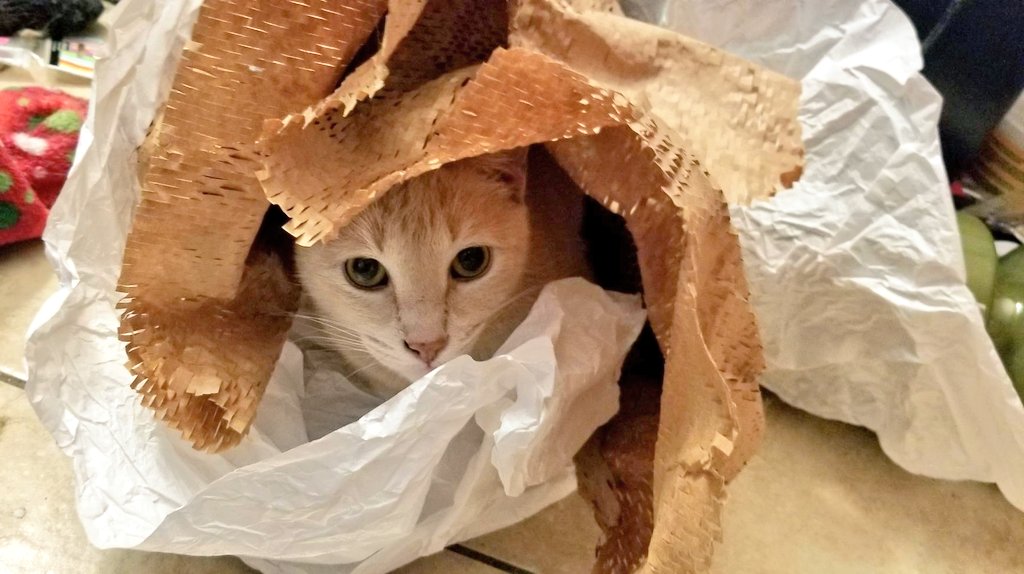 Pringle is paper...  You see nothing...

#cats #hiding #CatsOfTwitter #paper