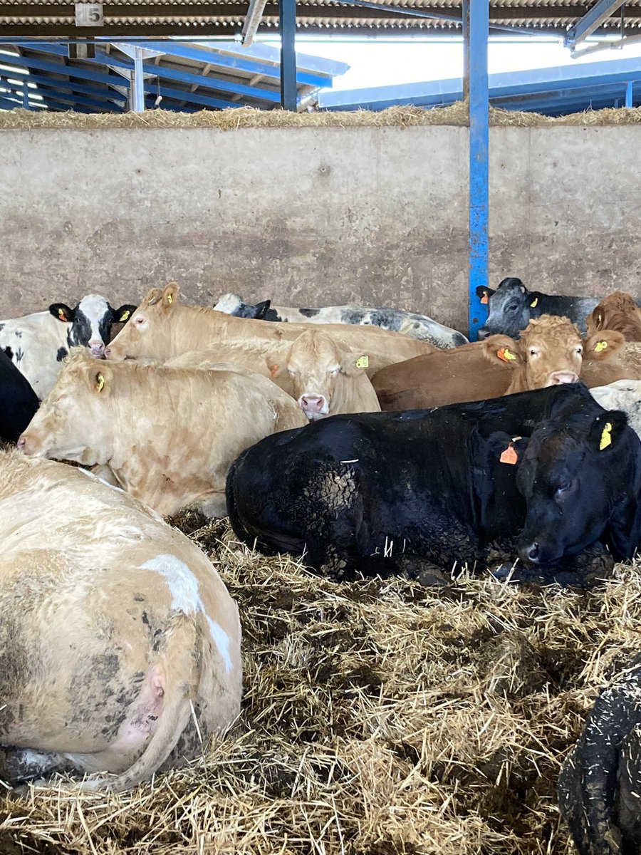 ChanterTom's tweet image. Serious Sunday Snoozin (No G). Nothing better than a nap after lunch