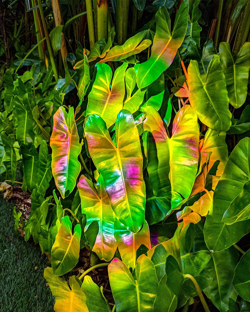 GooglePixel_US's tweet photo. First generation Cuban-American artist @haiiileen is a synesthete - one who can experience a sense through another. 

To share kaleidoscopic experiences, she brings sounds to life in a world of color tapping her #Pixel6 Pro to create rainbow-filled installations. 🌈 #SeenOnPixel https://t.co/7wot4auDFu