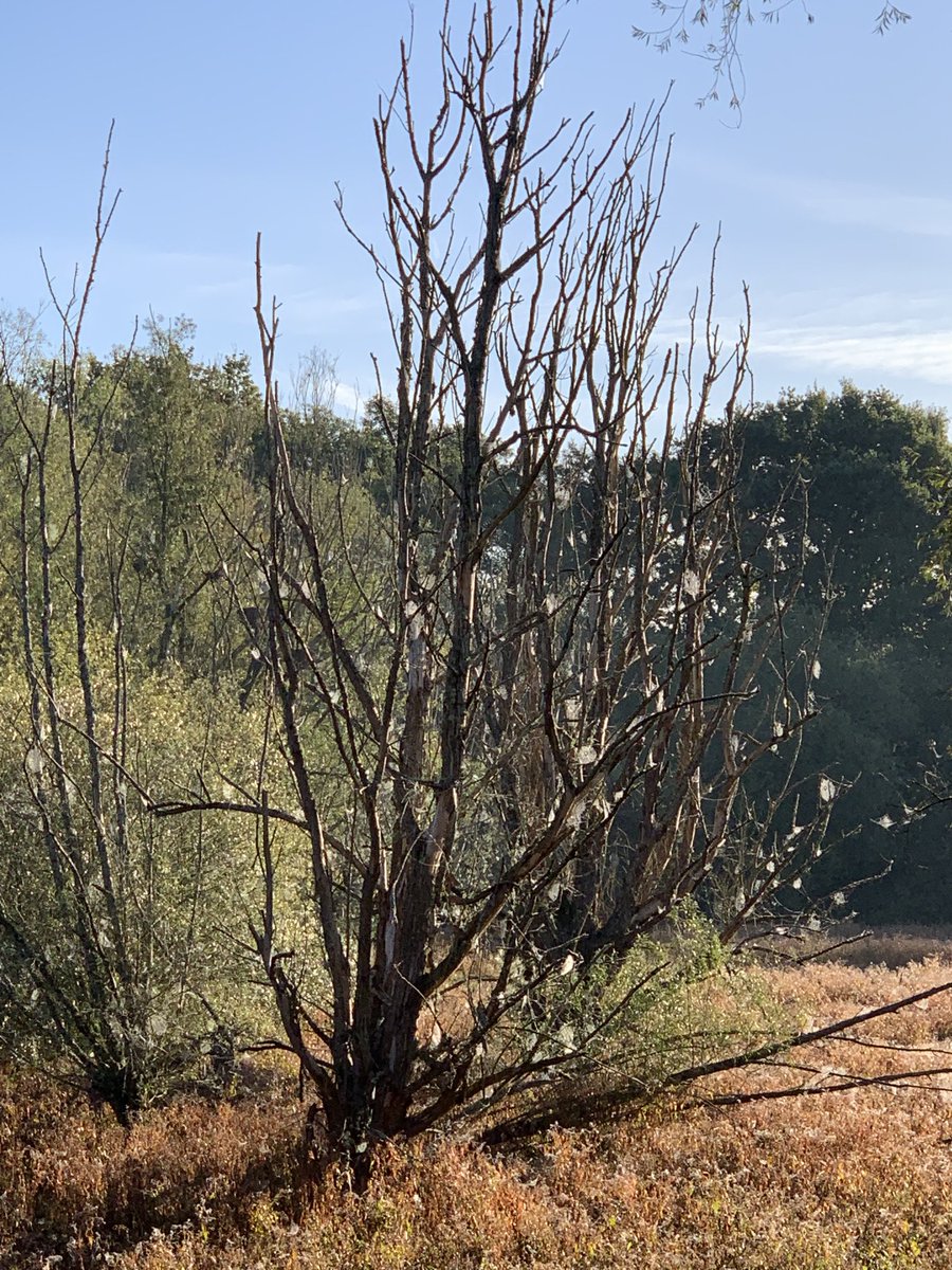 A thoroughly enjoyable day just strolling through mile after mile of woodland. #AshdownForest ⁦<a href="/AshdownForest1/">AshdownForestTourism</a>⁩ ⁦@highweald⁩