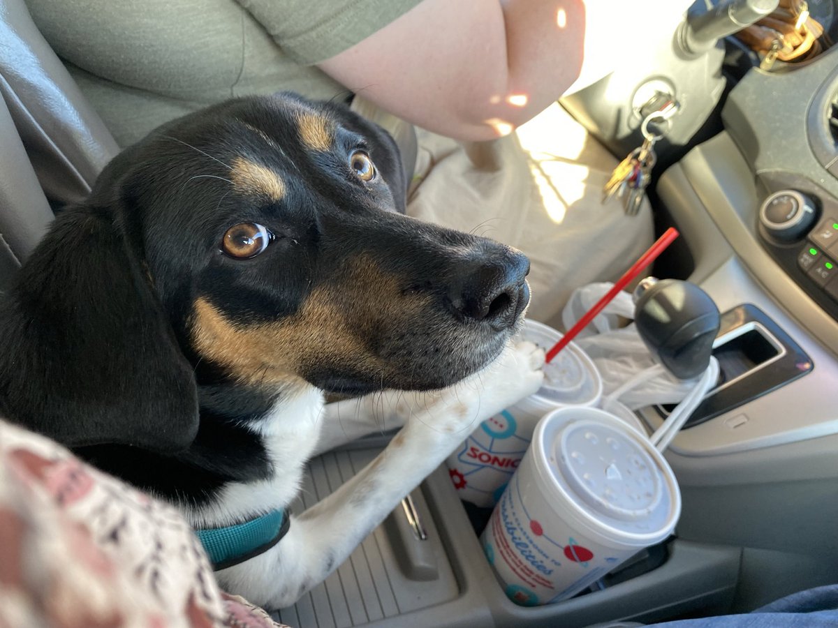 rrunner92's tweet photo. @wings_pirate This was one of Mollie’s 1st car rides: #thisishowwesonic — actually the day we rescued her, she threw up in the car … twice 🥴 … speaking of rescue: 
We’re celebrating 1yr adoption anniversary of Mollie today 🎉🎉🎉 https://t.co/hYoYvdgFpl