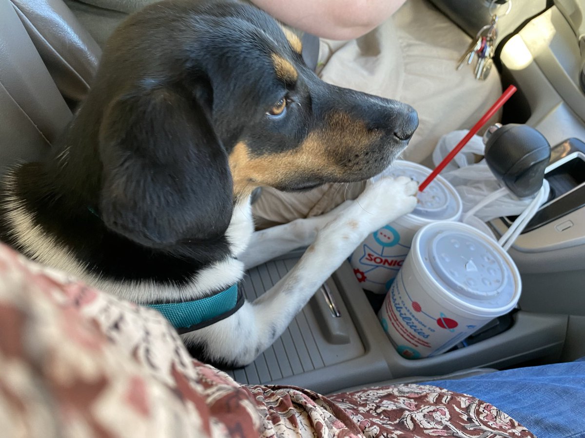 rrunner92's tweet photo. @wings_pirate This was one of Mollie’s 1st car rides: #thisishowwesonic — actually the day we rescued her, she threw up in the car … twice 🥴 … speaking of rescue: 
We’re celebrating 1yr adoption anniversary of Mollie today 🎉🎉🎉 https://t.co/hYoYvdgFpl