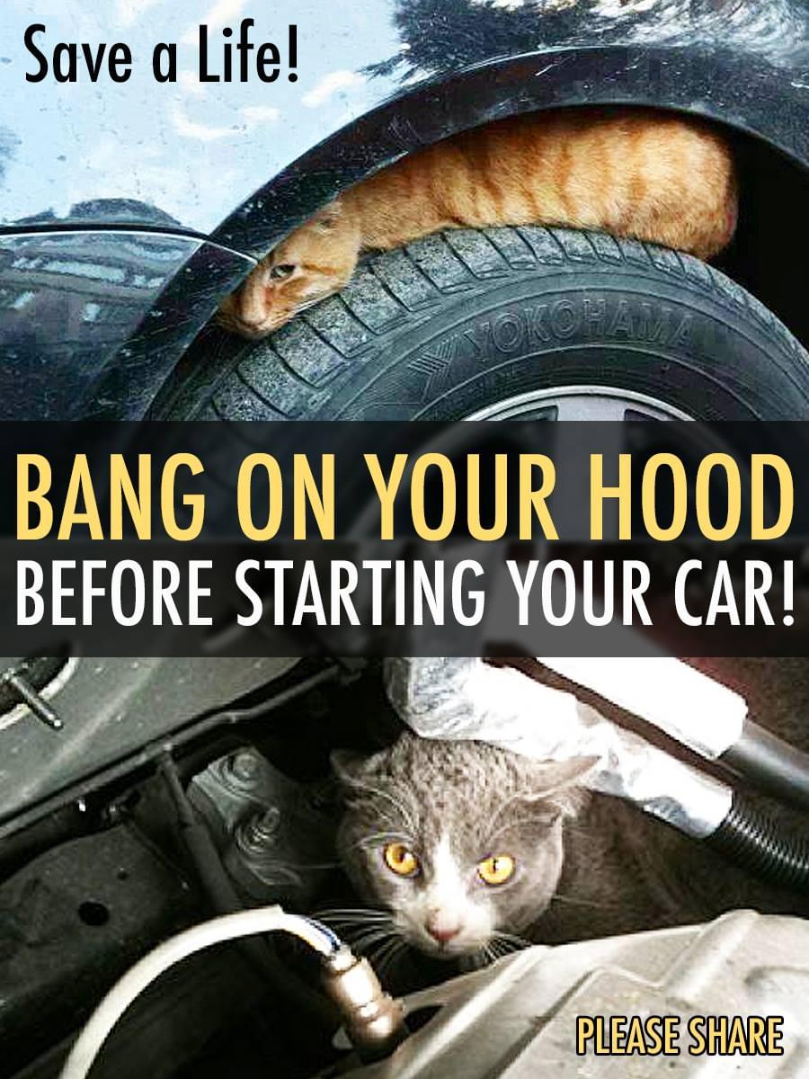 Please share to help save lives.