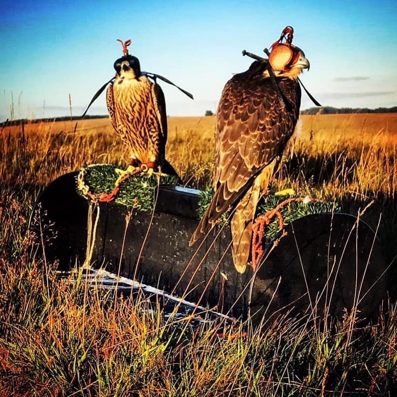 Perches for your Peregrine's &amp; other Falcons! - mailchi.mp/f88f297c0aba/p…