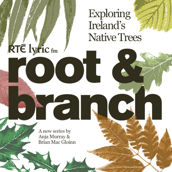 Root and Branch a new six-part series by ecologist <a href="/MiseAnja/">Anja Murray</a> and musician <a href="/brianmacgloinn/">Brían Mac Gloinn</a>  (<a href="/yevagabonds/">Ye Vagabonds</a>) celebrating some of Ireland’s native trees starts this Sunday on the <a href="/LyricFeature/">Eoin O Kelly</a> at 6pm

Episode 1 - Birch 

rte.ie/radio/lyricfm/…