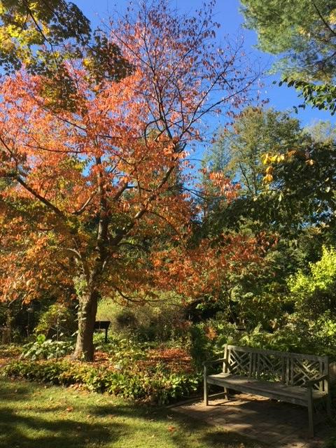 🍂 What's your favorite thing about fall?

#bartlettarboretumandgardens #sundaythoughts #stamford #stamfordct #fallfoliage #newengland #autumn #october #naturelover #getoutside