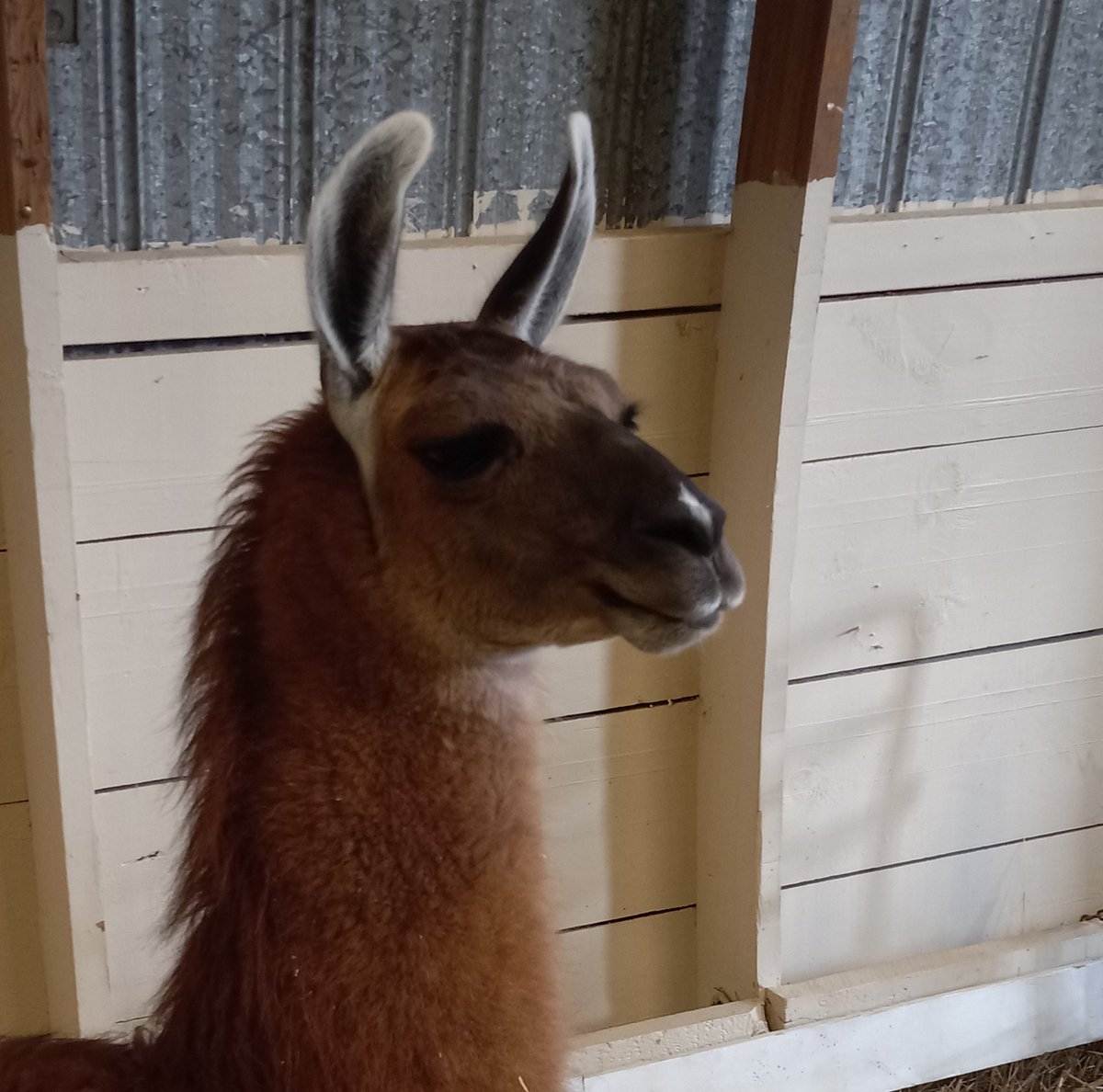 GregCKL's tweet photo. Excited the Disneyland of Fall Fairs is back!! Rides, animals and great fair food!
2 more days left at the Brigden Fair... and the crowds are huge!!
Thanks to all the volunteers that give up their Thanksgiving wkd so the rest of us can enjoy. ☺️
@brigdenfair #FallFairs https://t.co/dxNQhYrExd