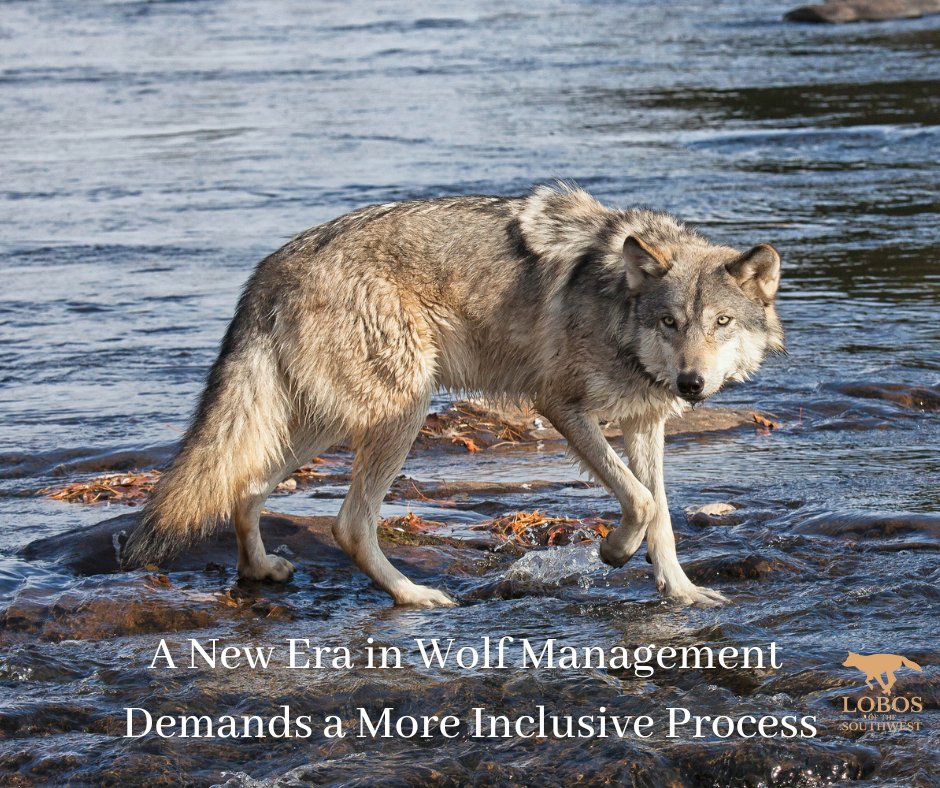 Mexican Wolves on Twitter: 