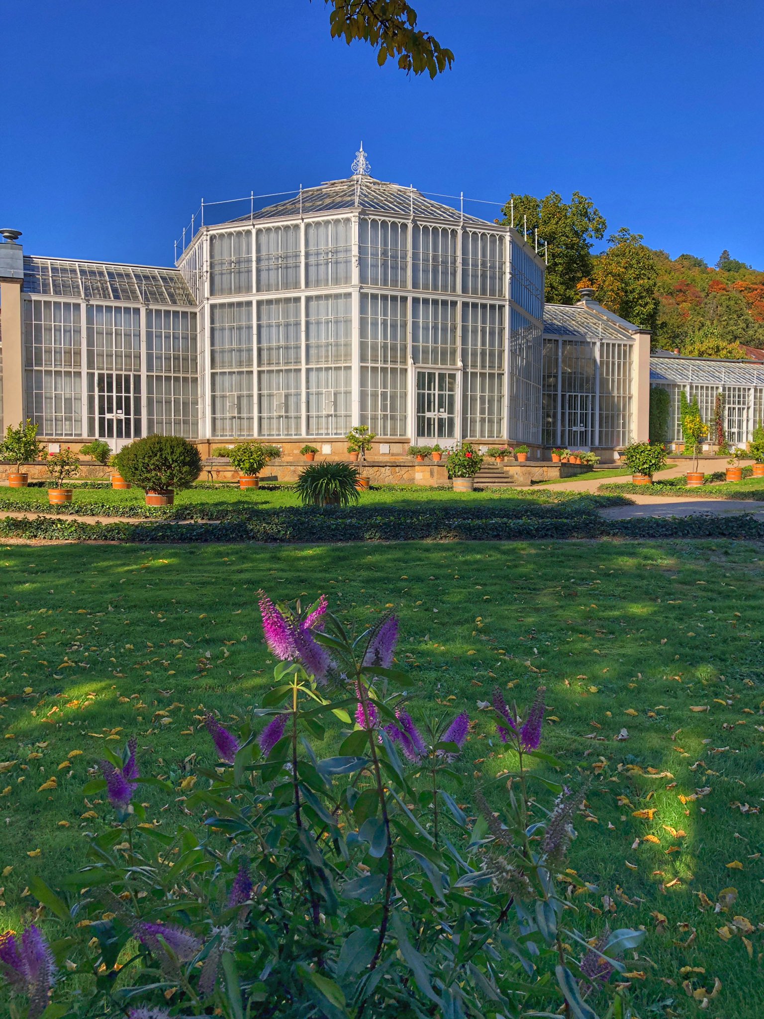 Hochtouren Dresden on Twitter "Goldener Herbst im Schloßpark Pillnitz