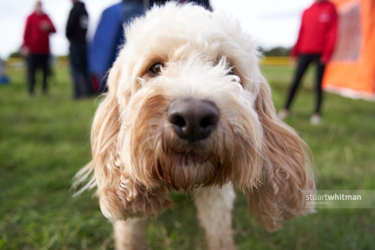 The woofers were out in force at #nehl #xc today. @AnjiAndrews they're back 👀🐶