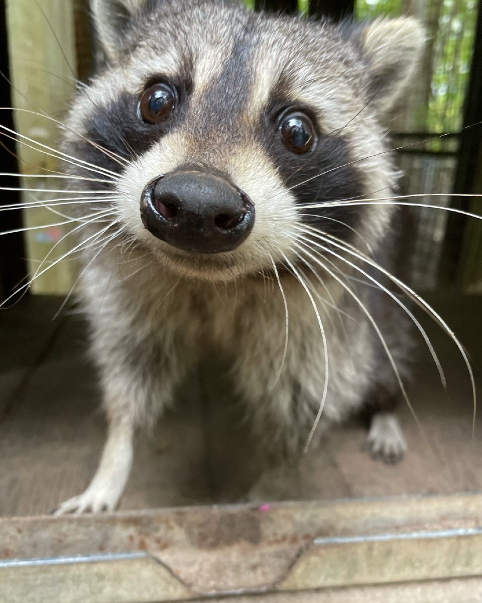 The Toronto Zoo on Twitter "When you're ready for your Thanksgiving