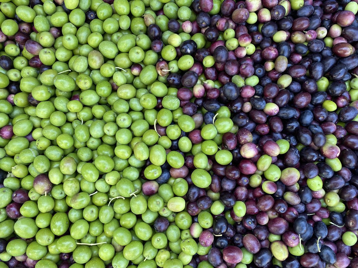 Gotovo. U ovih nekoliko godina koliko beremo masline nikad nisu tako rano dozrele. Suša, puno sunca.