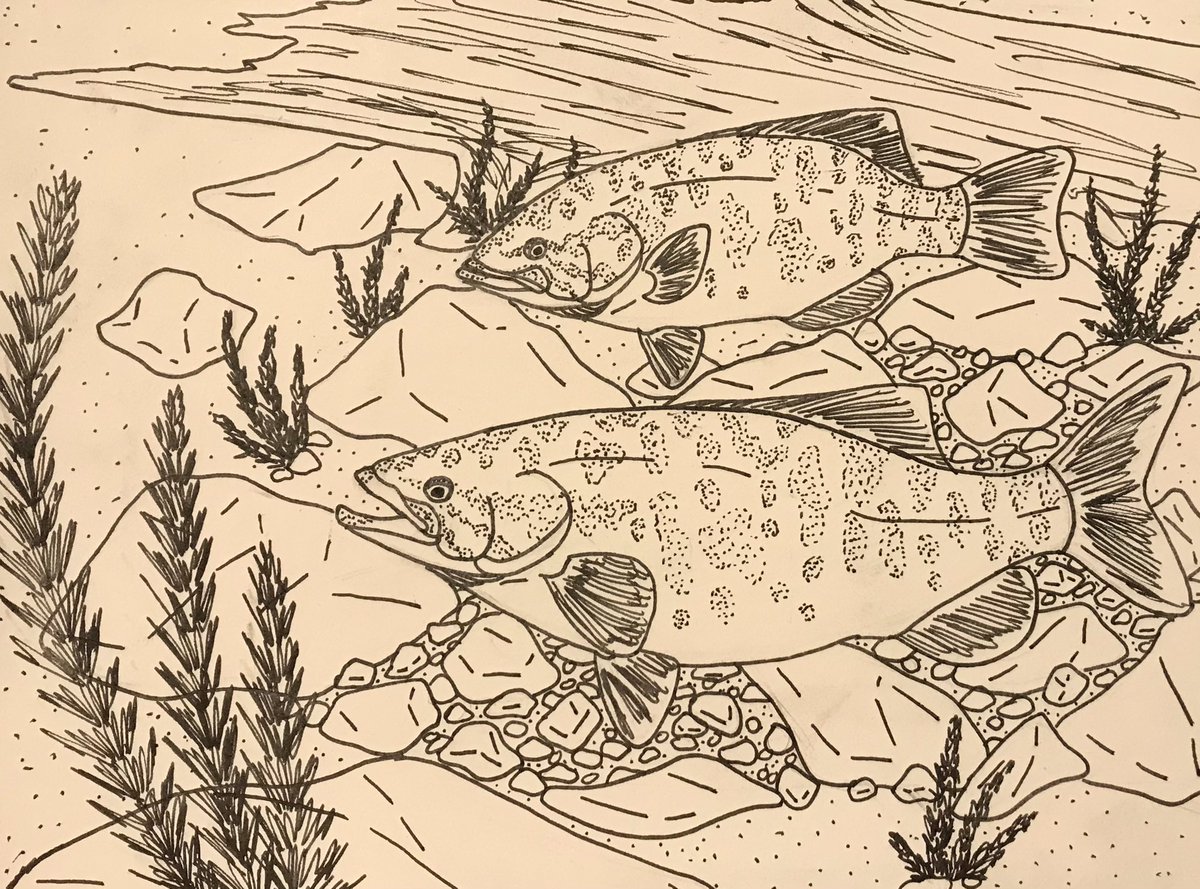 For #inktoberday9 and #SundayFishSketch , a pair of Micropterus dolomieu dutifully guard their bed. #inktober #inktober2022 #SciArt #scicomm #Artists