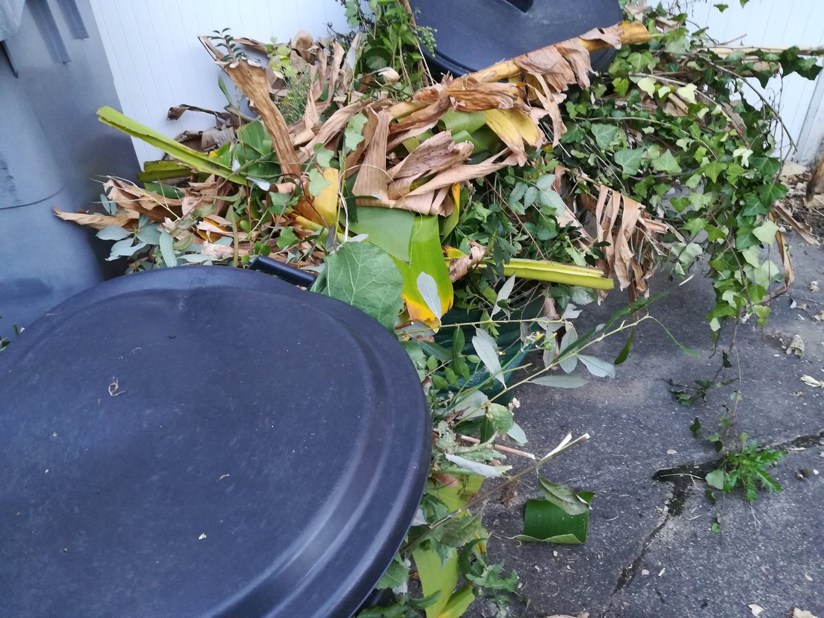 Je sais bien qu'il n'y a pas de "mauvaises" herbes, mais il y en a quand même un sacré paquet plus adventices que les autres...