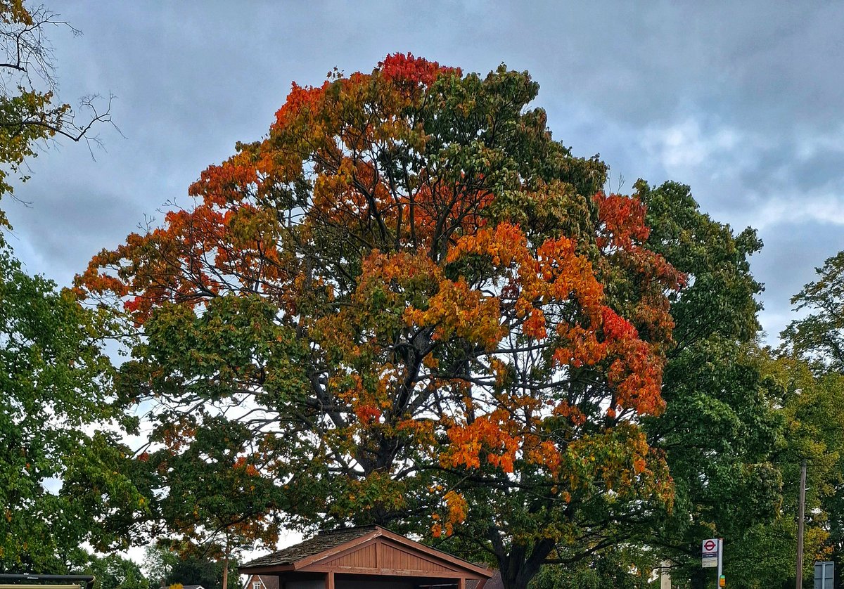 RavenSong1971's tweet photo. Autumn really brings me some much needed comfort.
RavenSong/|\
#autumn #mum🖤 #motherearth https://t.co/NPu6oZoNmq