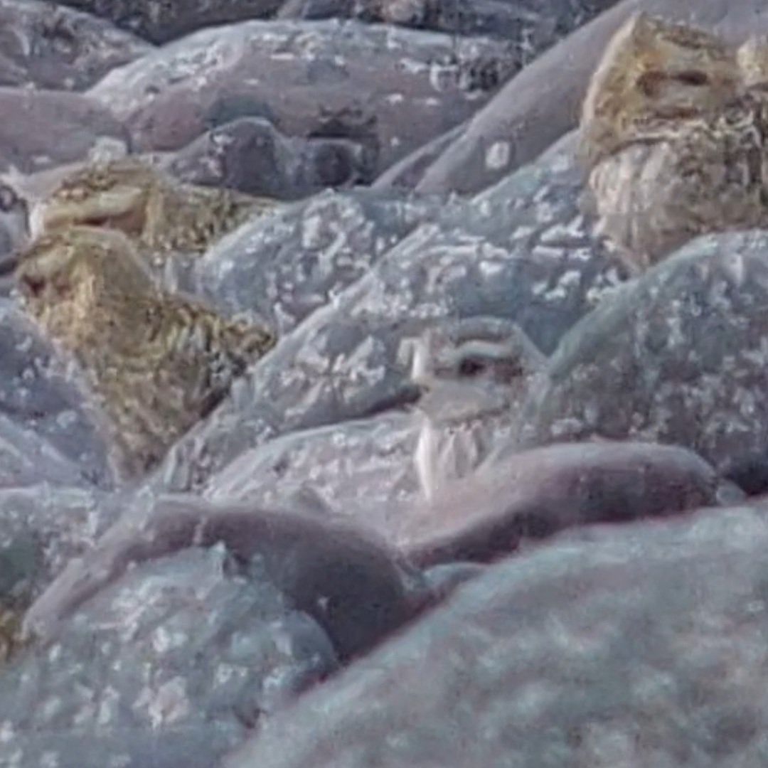 Arfon Williams tweet media