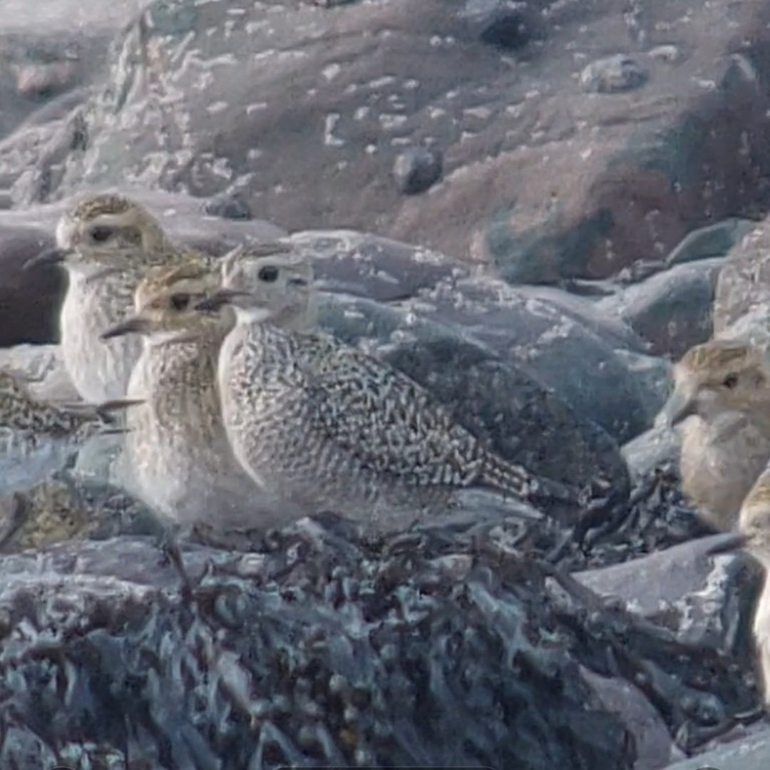 Arfon Williams tweet media