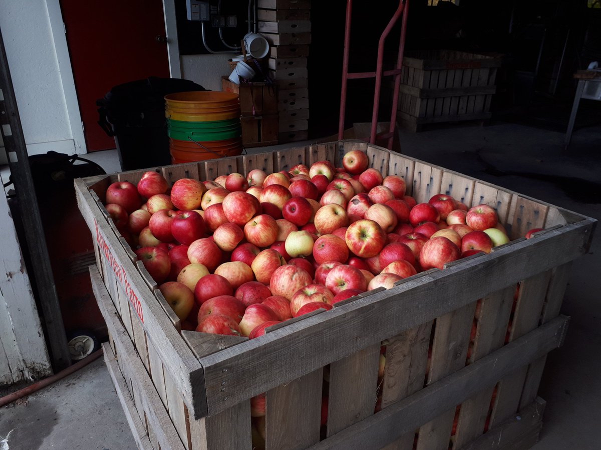 _VINGLISH's tweet photo. Avallen days in New Hampshire! #harvest #fall #autumn #eatmoreapples #drinkmoreapples https://t.co/wo0E6pPOE2