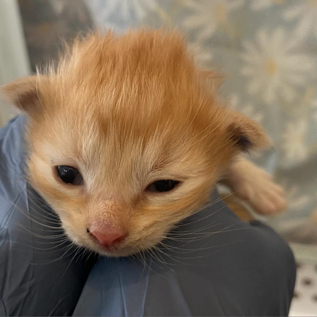 EBAinLA's tweet photo. Help me help @kittybungalow save kitties like Taro. Give generously, please.
https://t.co/K4I08FclYH
#taxdeduction
#fromhisstohome #racefortherescues
#Taro #TNRworks https://t.co/18BLHtpG5D