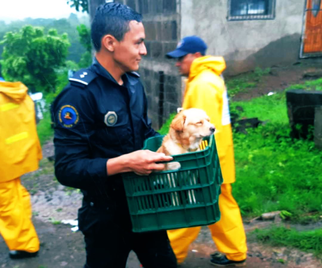 ❗️#HuracanJulia | Las mascotas también son evacuadas por las autoridades nicaragüenses tras el paso del huracán Julia 🇳🇮🐶