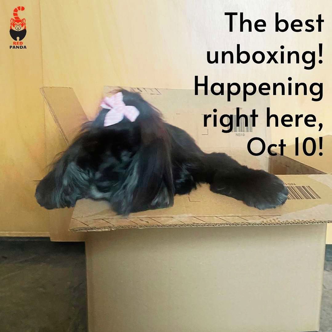 The best kind of #unboxing Stay tuned! #unboxingvideo #comingsoon #picturebook #dog #adoptdontshop