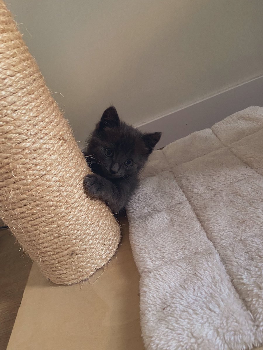 When you hear something odd in an air vent at your building’s parking level. 😻