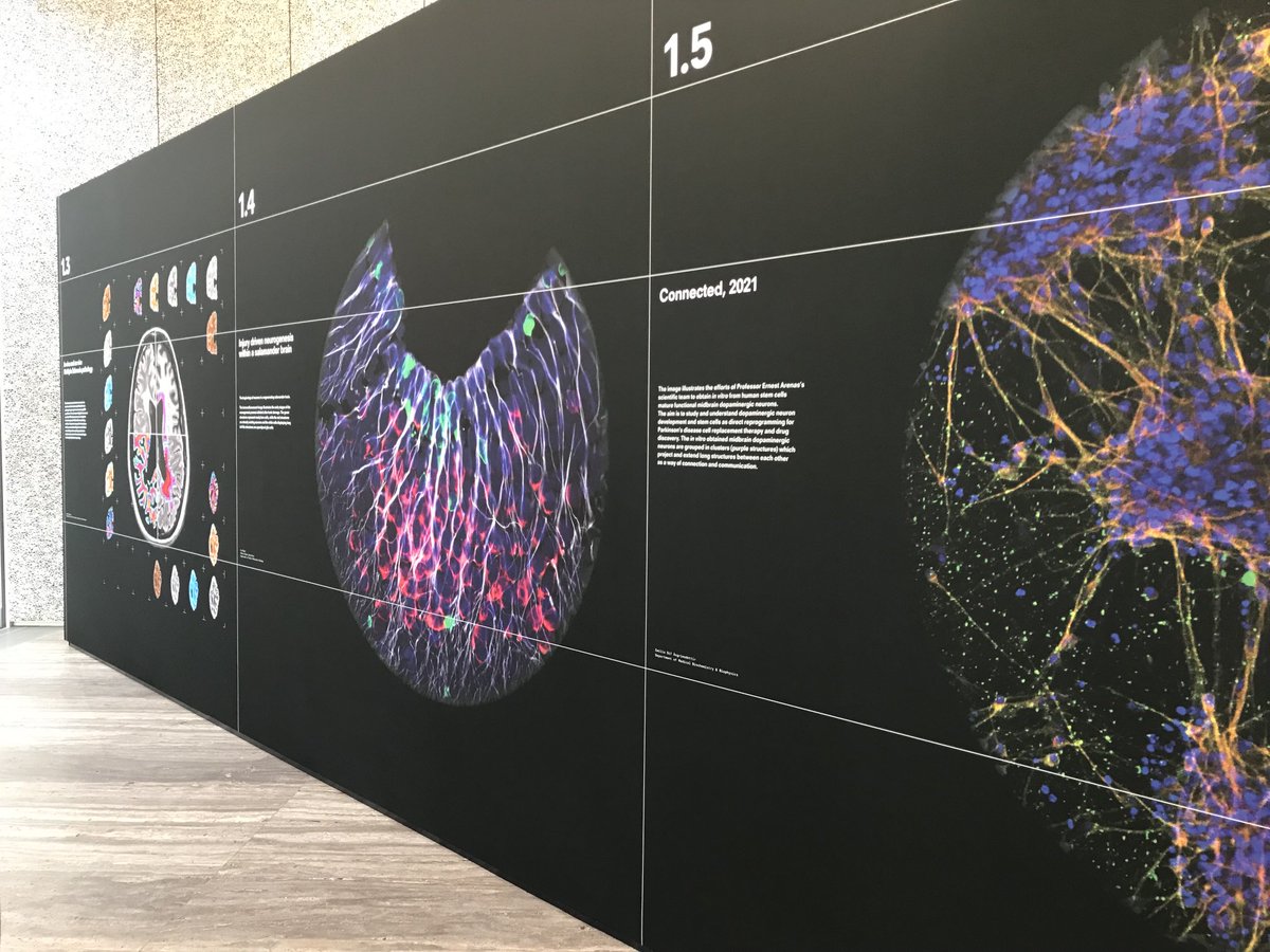 fe_dandrea's tweet photo. #PreservingtheBrain a stimulating exhibition as part of the #HumanBrains project, held at ⁦⁦@FondazionePrada⁩ Milan #dementia https://t.co/0kUHRAQXqi