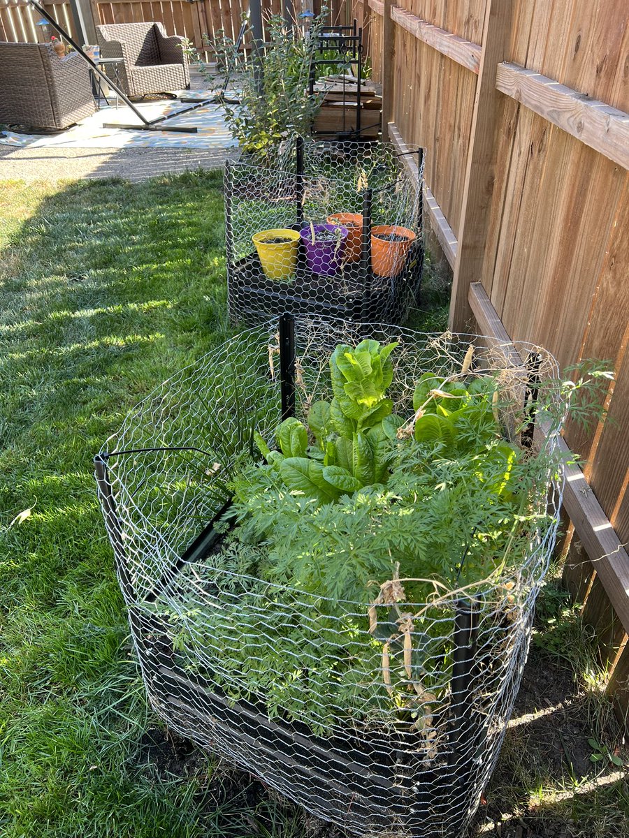 MNTOY2019's tweet photo. Pepper πββ¬ and I are very proud of this perfectly stumpyπ₯in our little overgrown garden. So we are basking in the βοΈ and admiring our work. π #nextyear #ilearnedsomething https://t.co/WMujXhvyCb