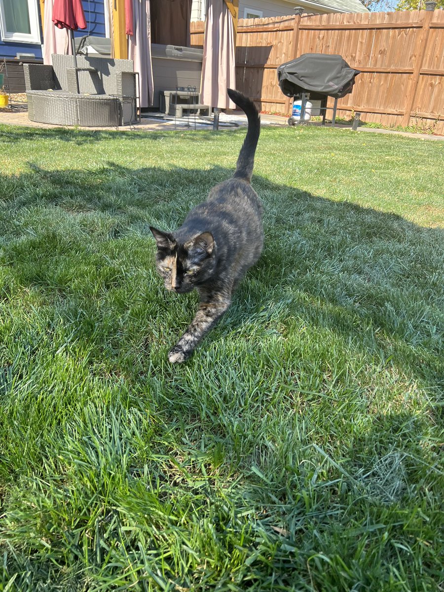 MNTOY2019's tweet photo. Pepper πββ¬ and I are very proud of this perfectly stumpyπ₯in our little overgrown garden. So we are basking in the βοΈ and admiring our work. π #nextyear #ilearnedsomething https://t.co/WMujXhvyCb