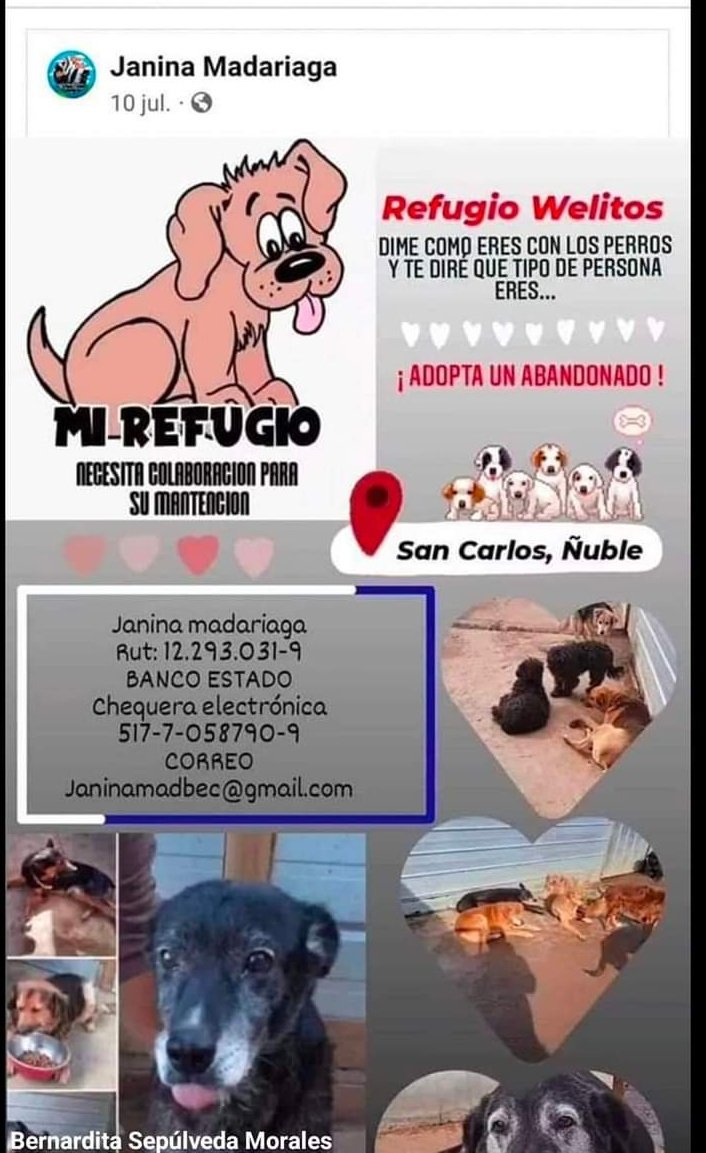 ver65's tweet photo. Este es el final que los #Galgueros dan a sus perros en este caso una hembra q ya le sacaron quizás cuantas camadas abandona a su suerte y en su cuerpo las señales del maltrato 
Por suerte hay gente q se compadece y los rescata y tienen q deshacer todo el daño q le han hecho https://t.co/ahLaNVPBeS