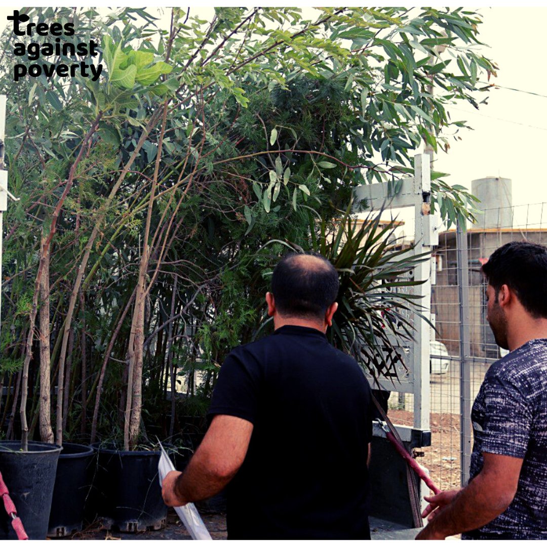 It's not only a tree. It's a job opportunity for a refugee, a green space that has enormous mental welfare benefits for refugees, and a way to a healthy social life. Plant your tree now treesagainstpoverty.org/collections/all
#Plant #Trees #TreesAgainstPoverty #plantatree #planttrees