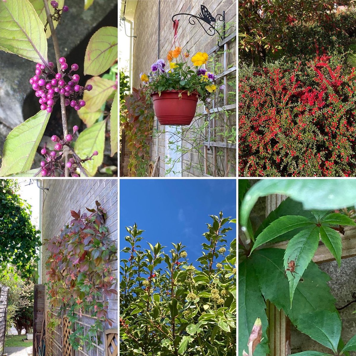 Jan_Lentzos's tweet photo. #SixOnSaturday #InMyGarden #WildlifeGarden #Cotoneaster #RedBerries #Callicarpa #BeautyBerry #PurpleBerries #HangingBasket #Pansies #Jasmine #ByMyWindow #VirginiaCreeper #LeavesChangingColour #HollyBerries #IvyFlowers #Nectar #Pollen #Insects #Forage #VirginiaCreeperLeaf #Spider https://t.co/5iEQQLMon2