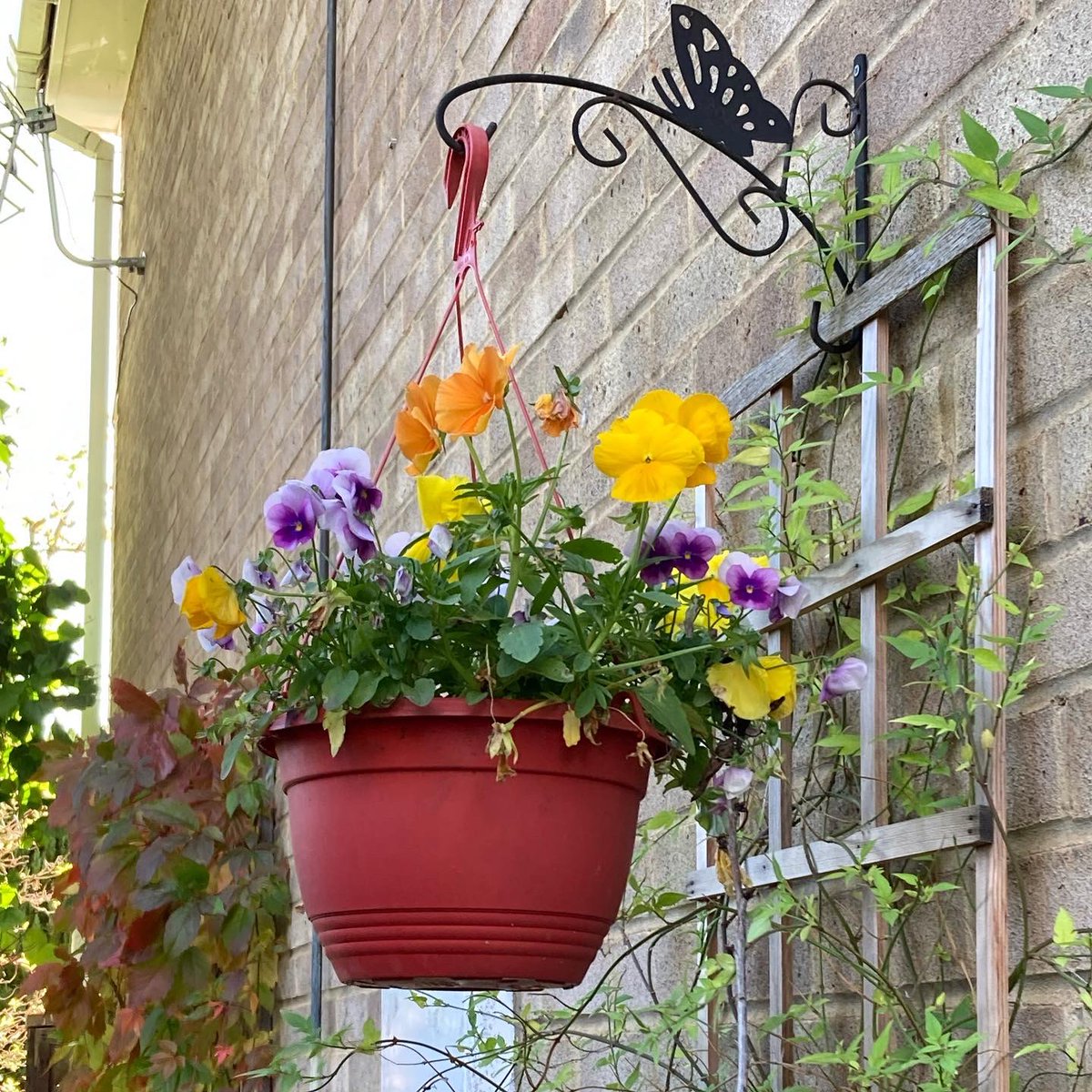Jan_Lentzos's tweet photo. #SixOnSaturday #InMyGarden #WildlifeGarden #Cotoneaster #RedBerries #Callicarpa #BeautyBerry #PurpleBerries #HangingBasket #Pansies #Jasmine #ByMyWindow #VirginiaCreeper #LeavesChangingColour #HollyBerries #IvyFlowers #Nectar #Pollen #Insects #Forage #VirginiaCreeperLeaf #Spider https://t.co/5iEQQLMon2