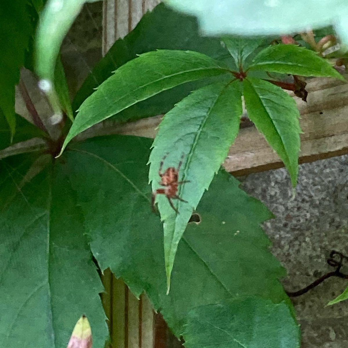 Jan_Lentzos's tweet photo. #SixOnSaturday #InMyGarden #WildlifeGarden #Cotoneaster #RedBerries #Callicarpa #BeautyBerry #PurpleBerries #HangingBasket #Pansies #Jasmine #ByMyWindow #VirginiaCreeper #LeavesChangingColour #HollyBerries #IvyFlowers #Nectar #Pollen #Insects #Forage #VirginiaCreeperLeaf #Spider https://t.co/5iEQQLMon2