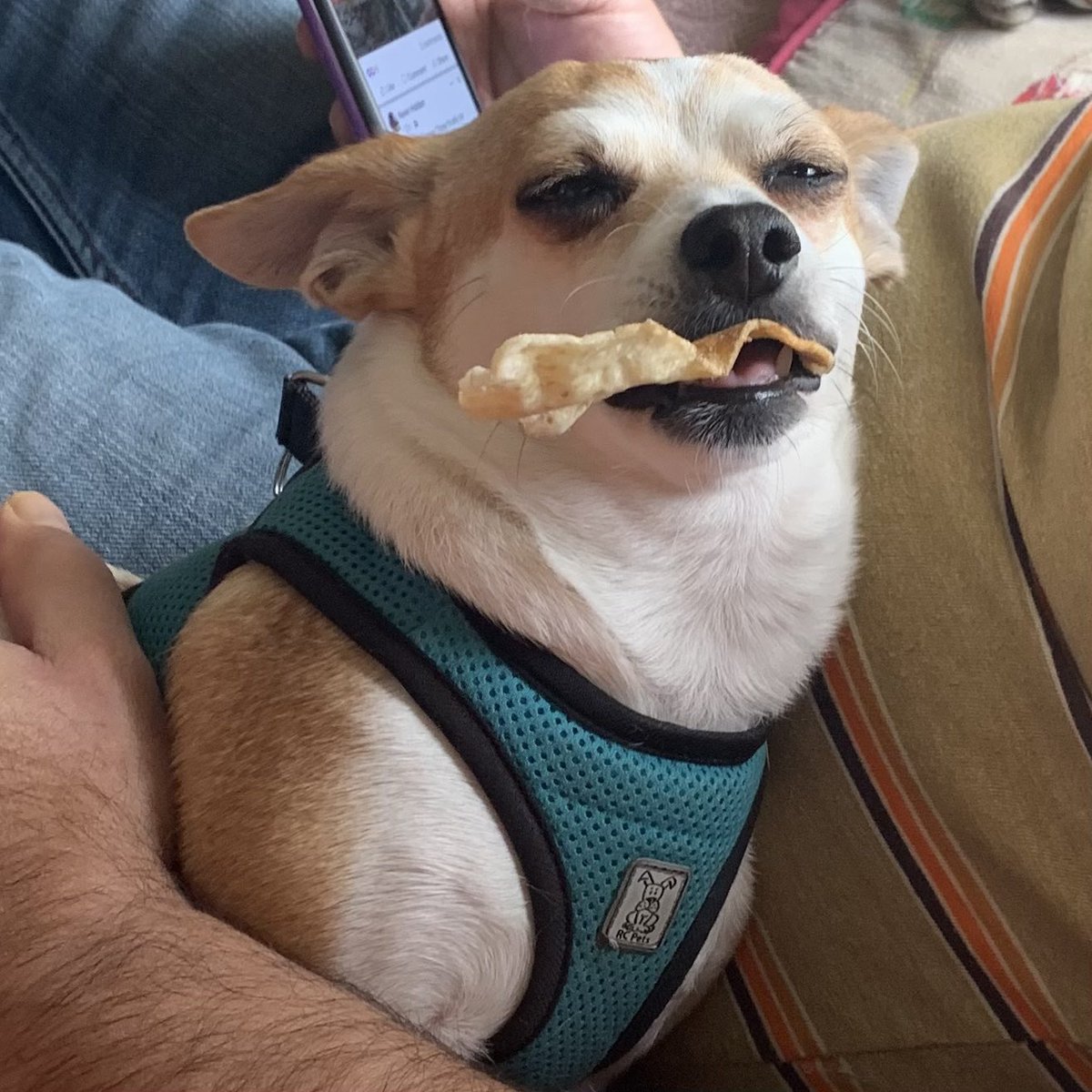 #bellarhodaray wishes everyone a happy Canadian thanksgiving and if she doesn’t get any turkey she sure isn’t sharing her rawhide treat with anyone. #canadianthanksgiving 
<a href="/TexasChiRescue/">TexasChihuahuaRescue</a>