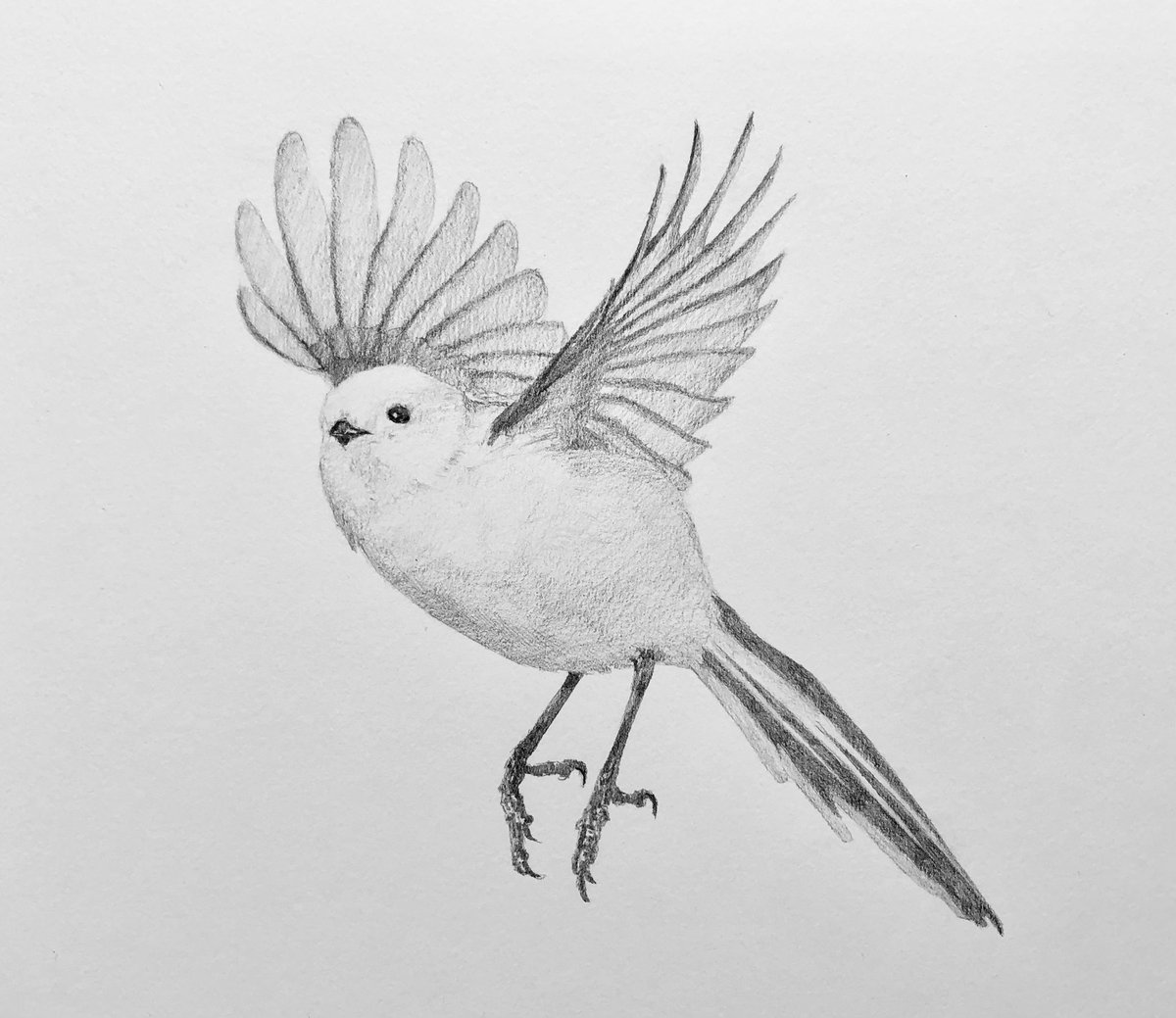 pencildrawing57's tweet photo. pencil drawing #pencildrawing  drawing #drawing pencil art #pencilart art #art artwork #artwork miniature #miniature animal #animal bird #bird 鉛筆画 #鉛筆画 https://t.co/NvFwCAKOct
