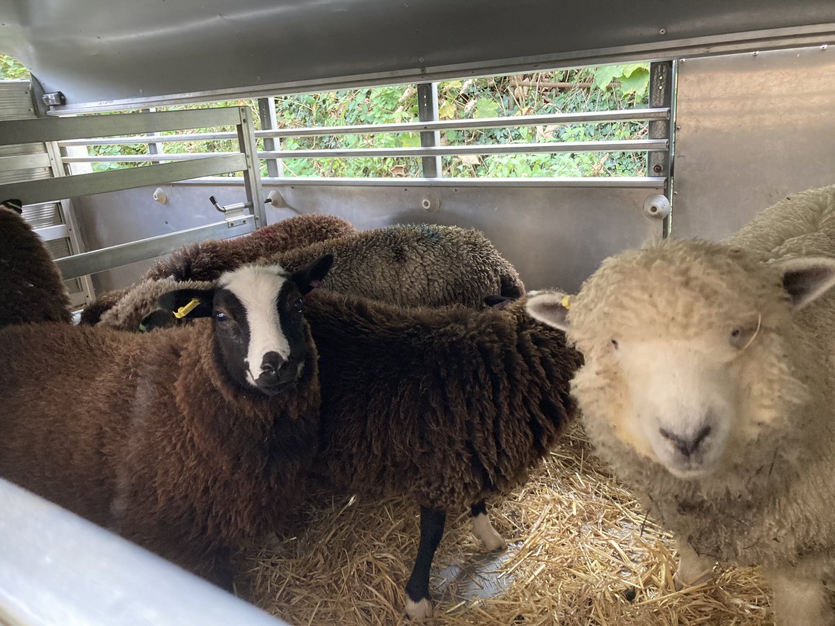 🐑 Farmer Dixon 🐐🐮🐓🐏🌿 tweet media