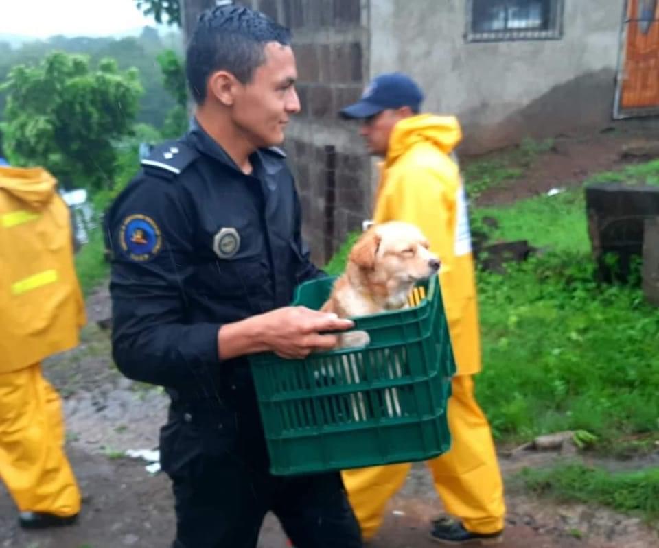 Firulais también es rescatado por los @azulitos050979, tras el paso del Huracán Julia en territorio Nicaragüense #nicaragua #2022EsperanzasVictoriosas