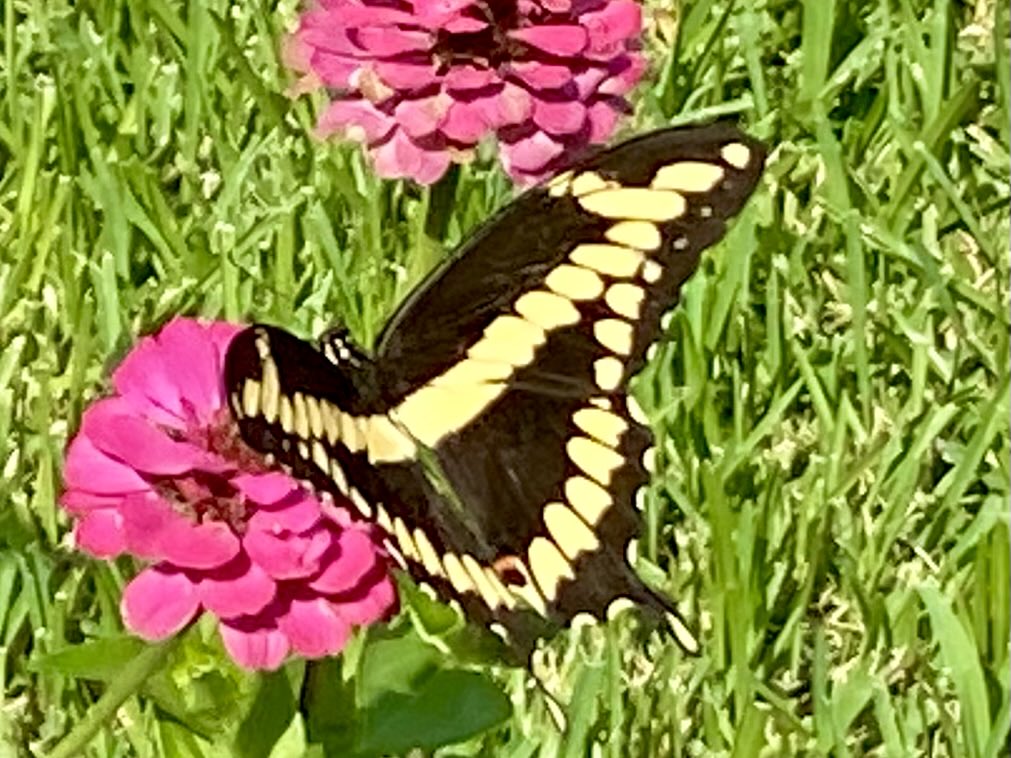 I always welcome a visit from the giant swallowtail #butterfly! Some cultures believe it represents endurance, change and life! 🌸🦋💕