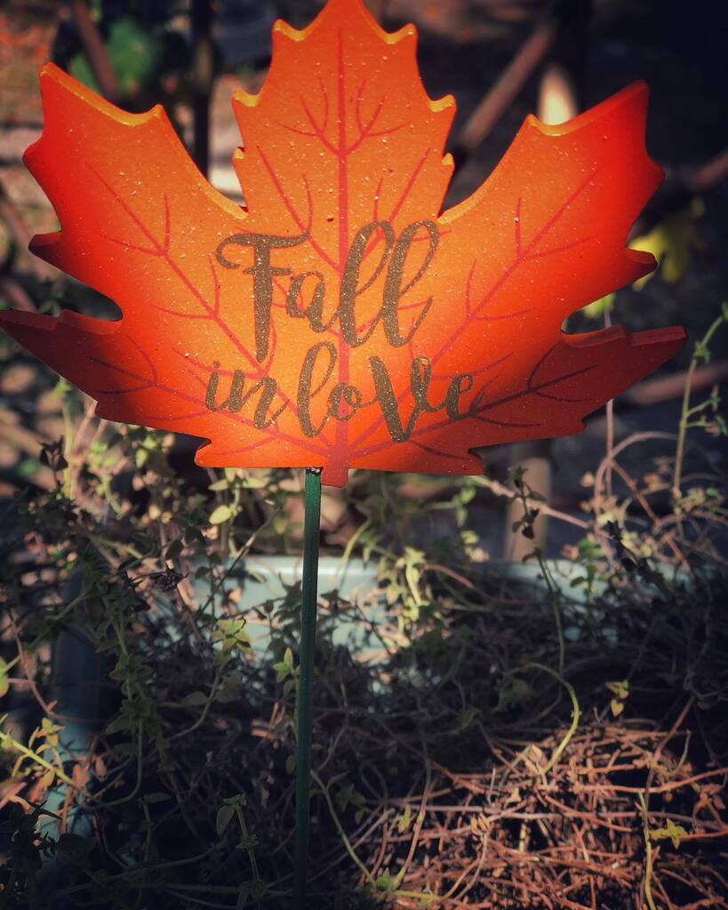 sstreuly's tweet photo. Fall y’all https://t.co/klzLwJtQBO https://t.co/Lfawx7jgis