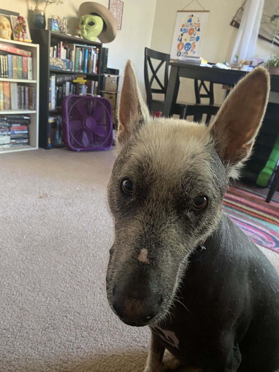 This is my dog Walter from his debut as a big star in a music video and also him when he wants pets #xolo